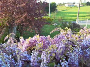 Les Glycines B&B Apartment
