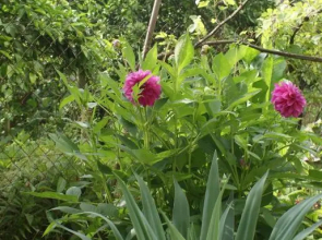 Merabi and Neli Guest House