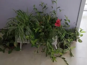 Turui Qingchuang Capsule Hotel