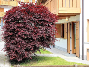 Luxury Apt Dolomites 2