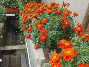 KPW at Royal Lily Apartment