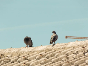 Frane apartments - Adults Only