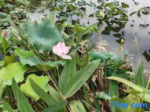 Lotus Garden (Tongling College Branch)