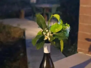 Sogni nel blu Favignana