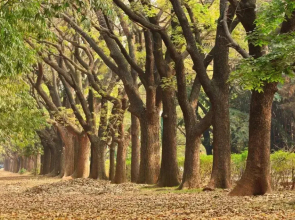 Citrus Serviced Apartment