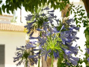 Finca Mil Estrellas