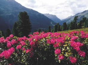 Ulli's Ferienheim