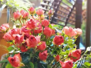 San Mao Wen Yuan Inn