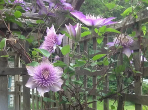Wisteria Honeymoon Cottage - Suite of Angels