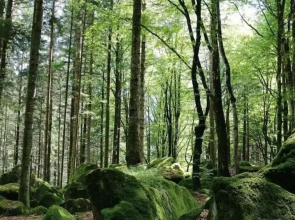 B & B Il Sottobosco