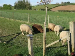 Little John's Petite Cosy Cabin