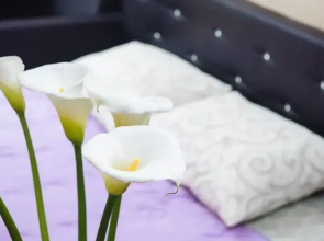 Apartments Taurus