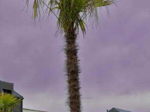 Palmes.pirmas.sezonas