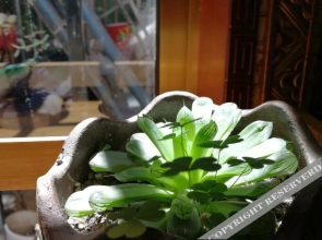 阳光里精品客栈(拉萨大昭寺店)