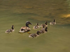 Sosyete Cobani Dogal Yasam Oteli