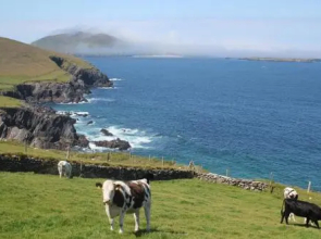 Dingle Courtyard Cottages 2 Bed Sleeps 4