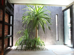 Owl Homestay