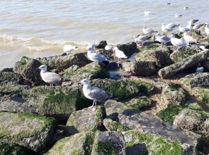 Résidence Jersey (app. 201)