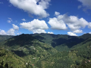 Orchid hill