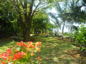 Les Hibiscus de la Rivière