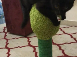 شقة عائلية غرفة وصالة