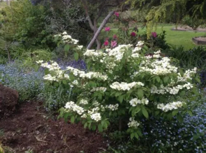 Wisteria Lodge Bed and Breakfast
