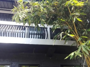 Mango Roots