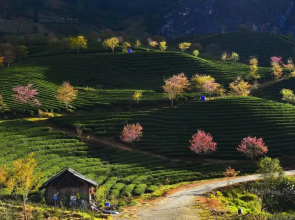 Sapa Dao Homestay