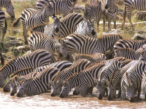 Kenya Safari – Kenya Classic Keekorok (6 Nights)