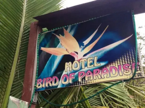 Bird of Paradise
