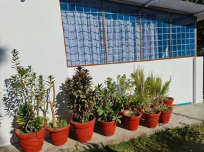 Green Diamond Homestay