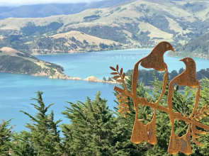 Kūkupa Matairangi at Akaroa Lavender