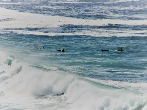 Misty Waves Boutique Hotel