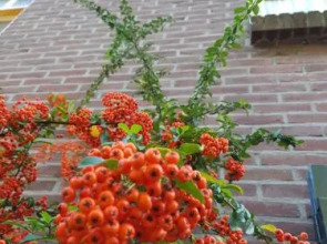 Appartement Hoeve Polsdonk