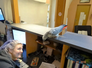 U Dvou Zlatych Klicu