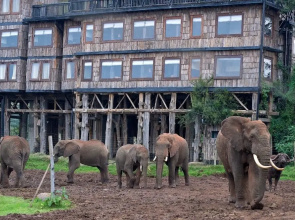 Treetops Lodge