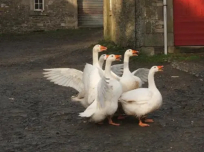 Wiltonburn Farm Hawick B&B & Self Catering