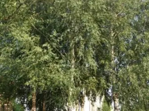 Коттедж в Раубичах