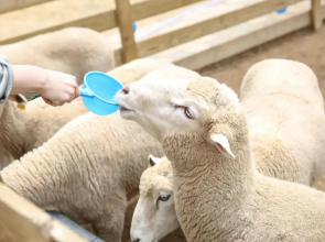 Pyeongchang Ramada Hotel & Suite