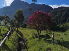 Refugios Nidos del Condor -Cocora-