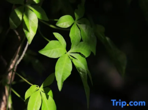 Tianchidu Hot Spring Resort