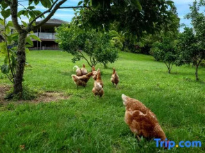 Rotorua Family Retreat Hamurana 10000Sqm Lawn
