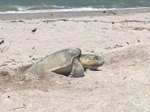 Sanibel Siesta on the Beach Unit 803 2 Bedrooms 2 Bathrooms Condo