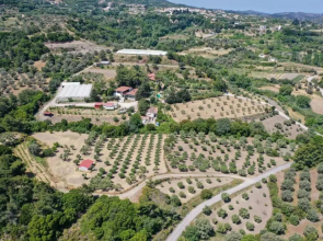 3 BD Luxurious villa with agriculture surroundings