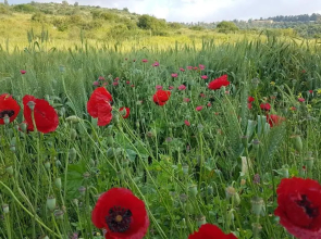 Hemdatya Stone Suites In The Galilee