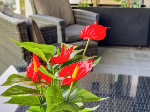 Wynyard Quarter Apartments by Urban Rest