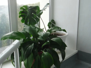 Севмаш санаторий