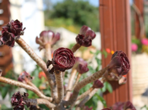 Marias Garden Apartments