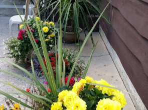 Wild Rose Bed & Breakfast