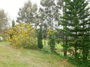 Pooarbdao 2